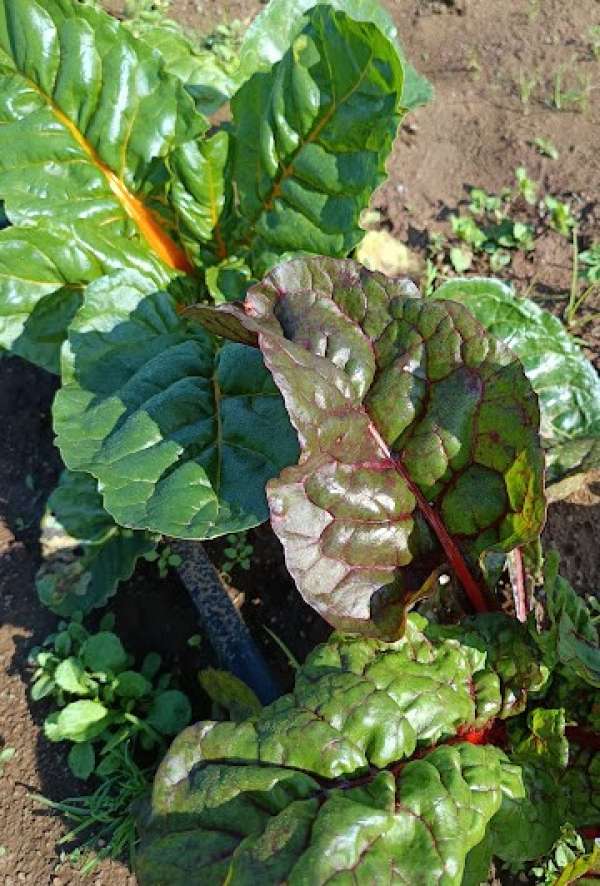 Acelga Multicolor Bio, molho 350g