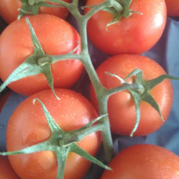 Tomate de Cacho Bio